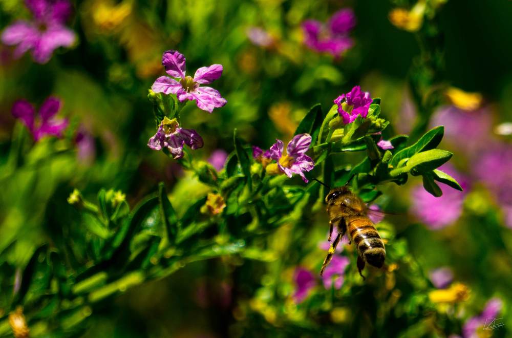 Bee In Flight