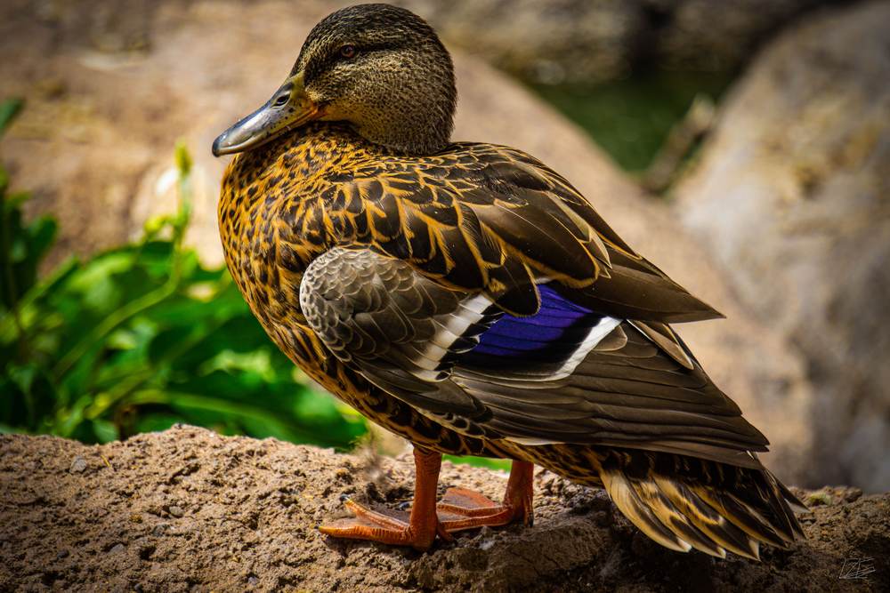 Duck on the Rocks