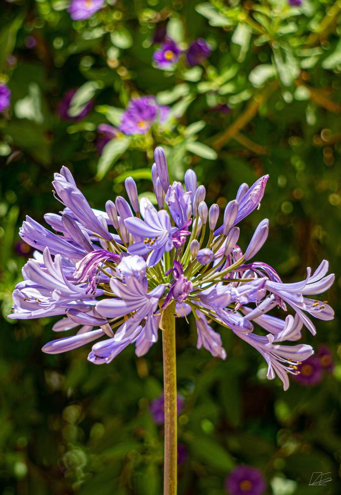 Glass-Flower