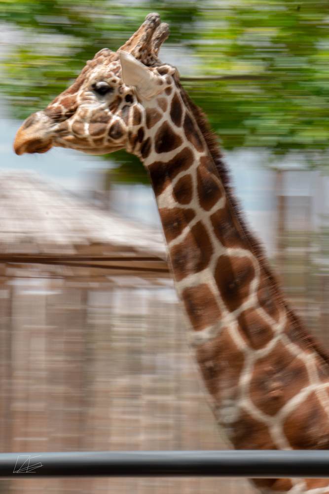 In Motion