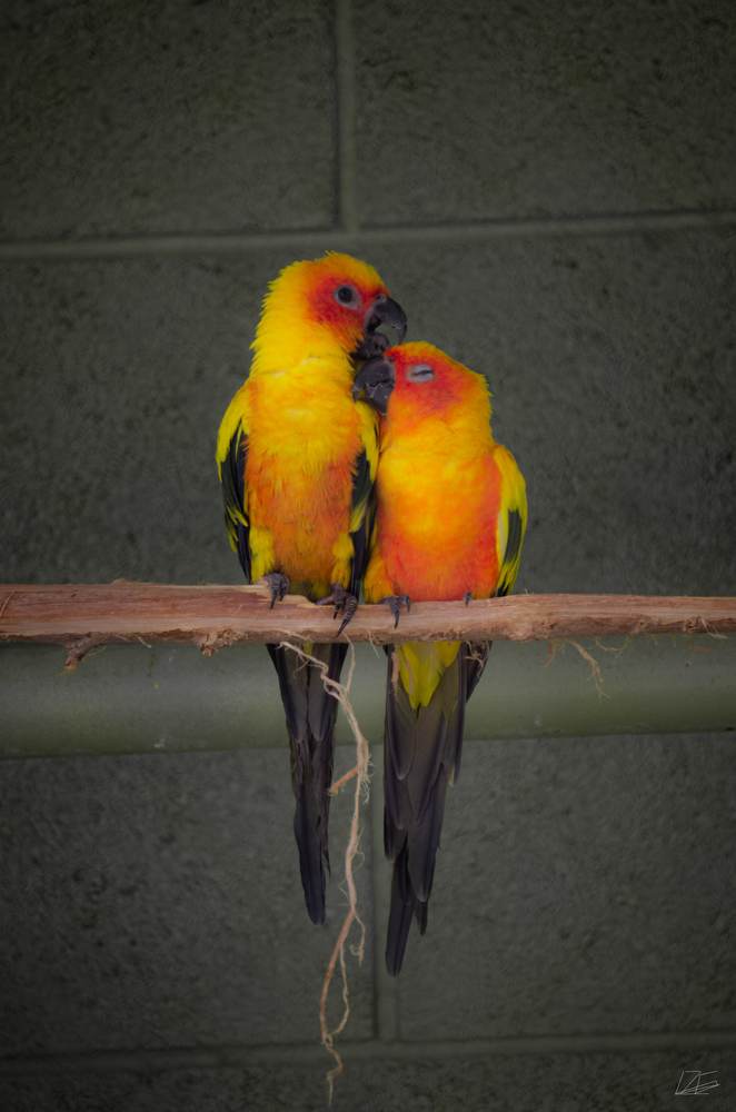 Love Birds