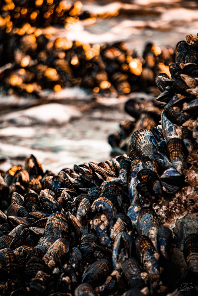 Mussels at the Tide Pool