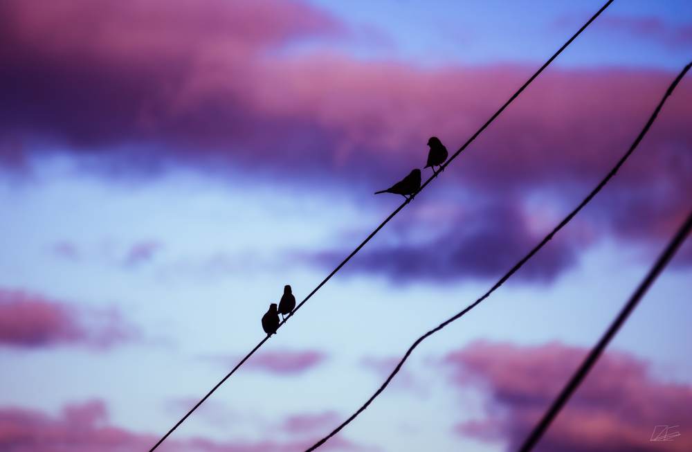 Two Pair