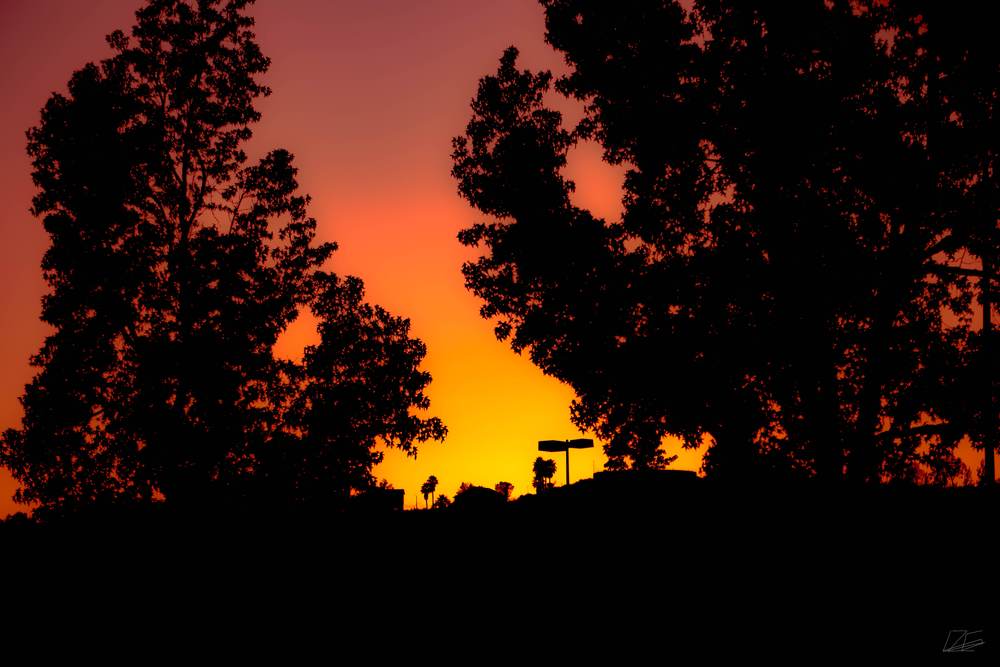Two Tree Silhouette