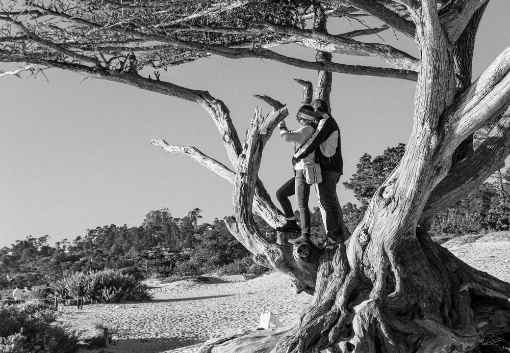 Up in a Tree