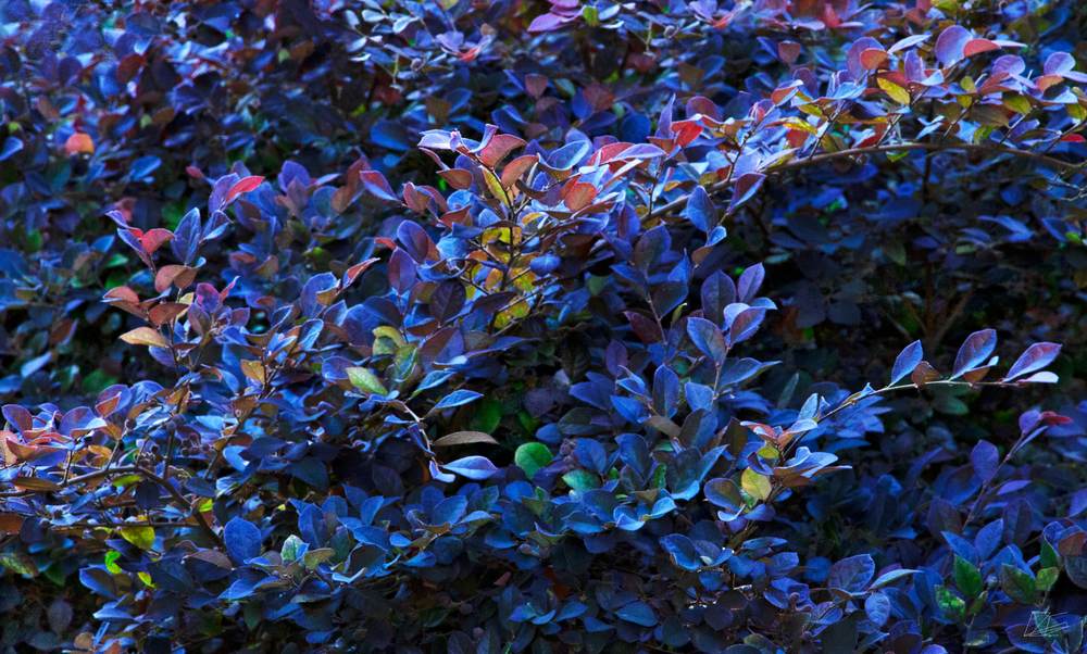 Violet-Leaves